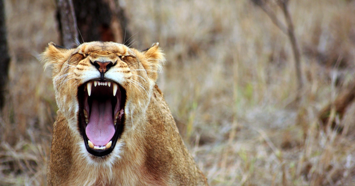 Best Time to Travel Kenya and Tanzania A Comprehensive Guide