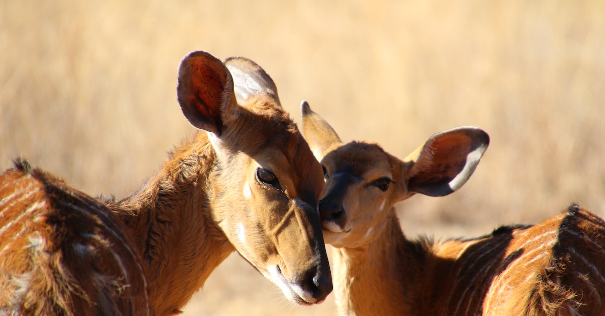 Kenya vs Tanzania Which Destination Offers the Best Experience