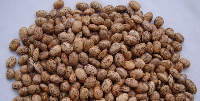 Mwitemania Beans farming in kenya