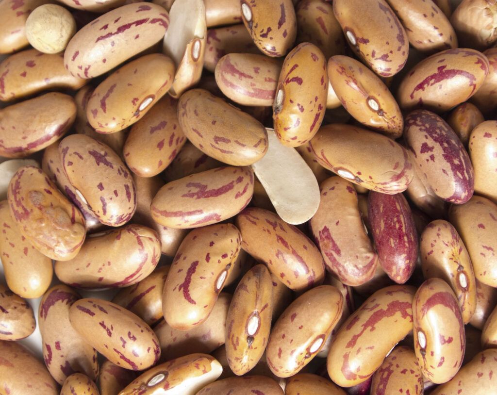Rosecoco Beans farming in kenya