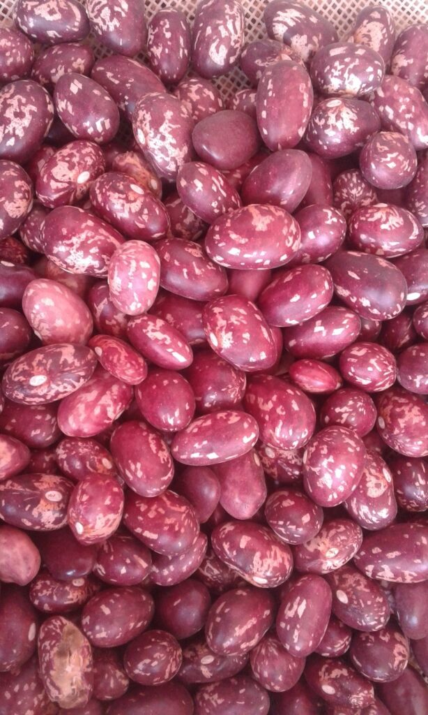 Chelangang Beans farming in Kenya