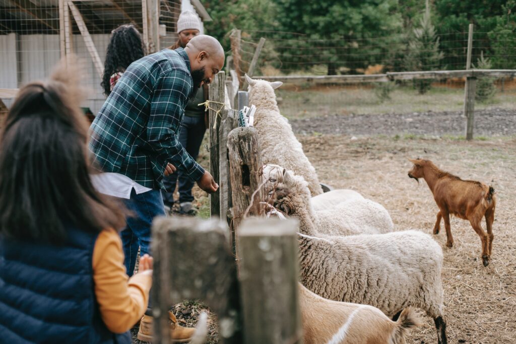 people feeding animals