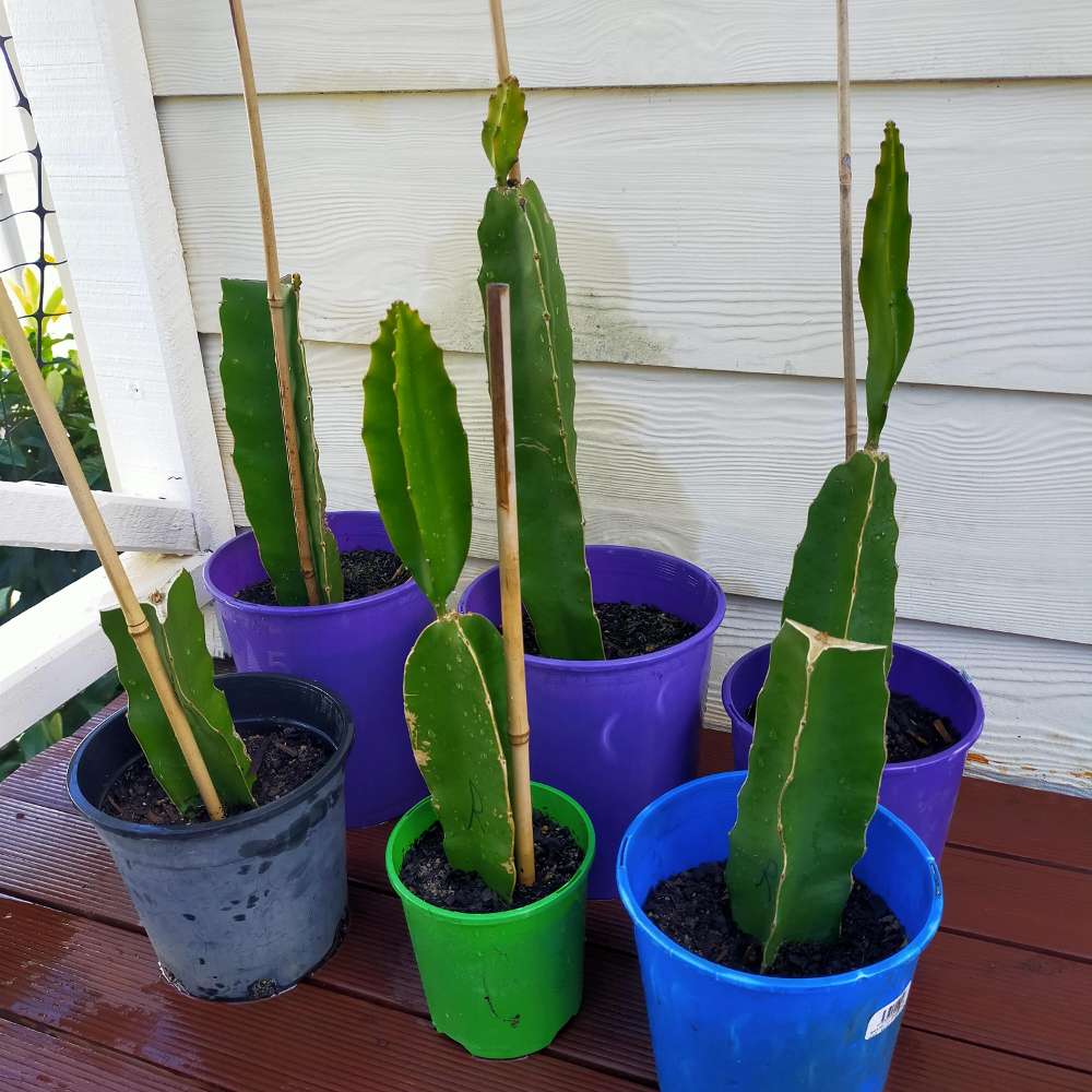 Propagating Dragon Fruit Plants